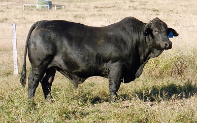 Elara EO 732 (2017)